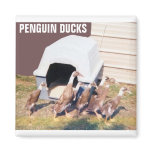 PENGUIN DUCKS