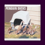 PENGUIN DUCKS