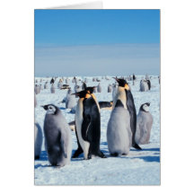 Penguin Gathering Cards