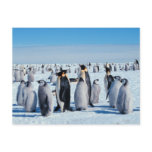 Penguin Gathering