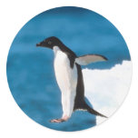 Penguin Jumping Sticker Penguin Jumping Sticker
