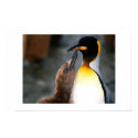 penguin,lovely posters by butter527 penguin,lovely posters