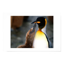 Pinguin, schöne poster