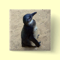 Penguin on sand buttons