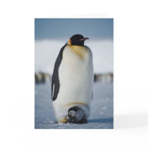 Penguin Parent & Chick Greeting Card