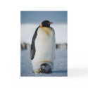 Penguin Parent & Chick card