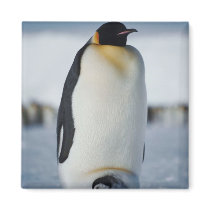 Penguin Parent & Chick Refrigerator Magnet