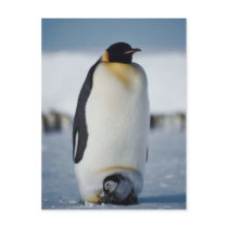 Penguin Parent & Chick Postcards