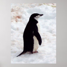 Penguin Portrait Print