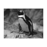 Penguin Post Card