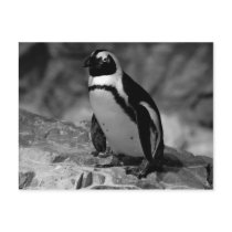 Penguin Post Card