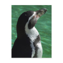 Penguin Postcard postcards
