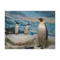 Penguin Postcard by jamierushad Penguin Postcard