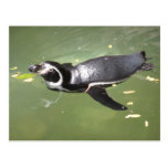 Penguin Postcard