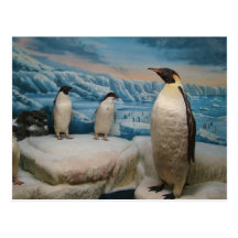 Penguin Postcard