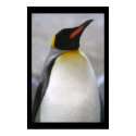 Penguin posters