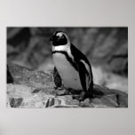 Penguin posters