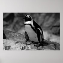 Penguin Poster