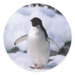 Penguin Sticker Penguin Sticker