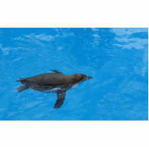 Penguin Swimming In The Pool photo sculptures