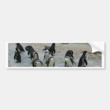 Penguins Bumper Stickers
