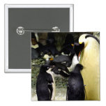 Penguins Button