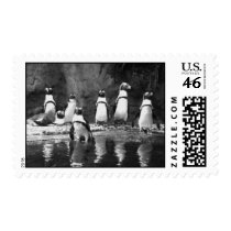 Penguins Galore Postage Stamps