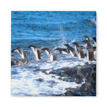Penguins Leaping Magnet