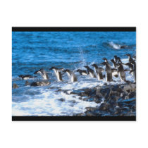 Penguins Leaping Post Cards