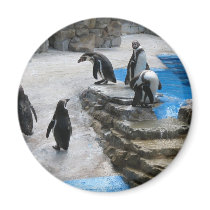 Penguins Refrigerator Magnet