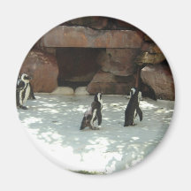 Penguins Magnet