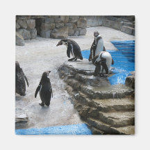Penguins Magnet