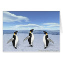 Penguins on Ice Cards by Birdman77 Penguins on Ice Cards