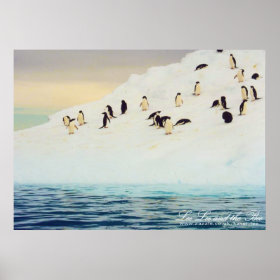 Adelie Penguin Pictures