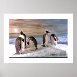 Penguins Photo Poster posters