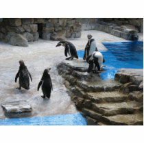 Penguins photo sculptures by lifesphere Penguins photo sculptures