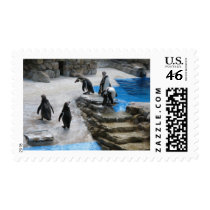 Penguins Postage Stamp