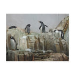 Penguins
