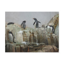 Penguins postcards by charade25 Penguins postcards