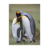 Penguins postcards by leksele Penguins postcards