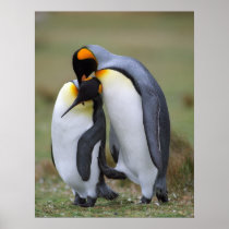 Penguins Print