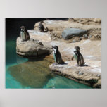 Penguins Posters