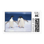 Penguins Stamp Penguins Stamp