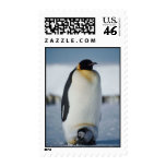 Penguins Stamp Penguins Stamp