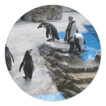 Penguins Round Sticker