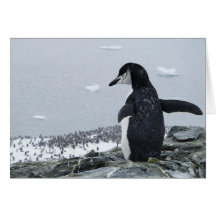 Penguinzilla Greeting Card