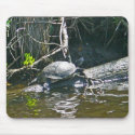 Peninsula Cooter (Pseudemys peninsularia) Turtle mousepads
