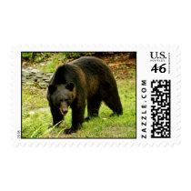 Pennsylvania Black Bear Postage Stamp