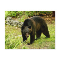 Pennsylvania Black Bear Postcards