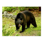 Pennsylvania Black Bear Postcards